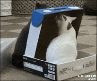 cat boxes GIF