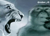 Monkey Lion GIF