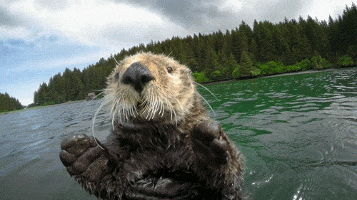 Video gif. Sea Otter swims in a pool of water staring at us with its small black eyes. The otter holds its paws out towards us.
