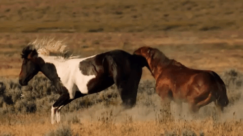 symphony for our world GIF by Nat Geo Wild 