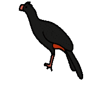 Mata Atlantica Ave Sticker by Parque das Aves