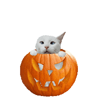 Halloween Cat Sticker