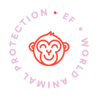 Cruelty Free Monkey Sticker by EF Education First