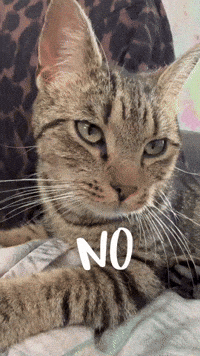 Cat No GIF