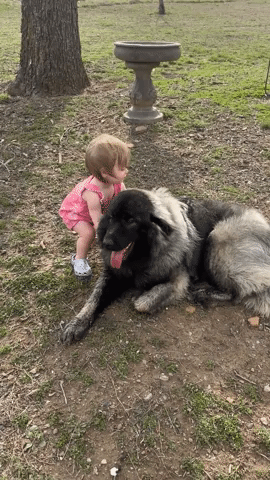 Toddler Cuddles With Huge Dog