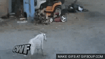 GIF by Random Goat