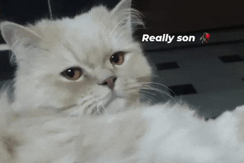 Cute Cat GIF