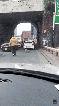 Good Samaritan Stops Traffic to Help Geese Cross Road