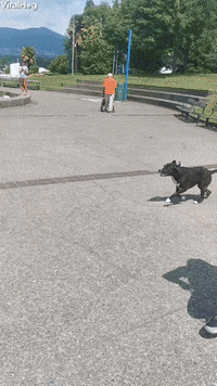 Fetching Doggo Takes Flight GIF by ViralHog