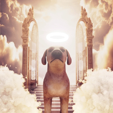 Angel Dog GIF by Soilbandit