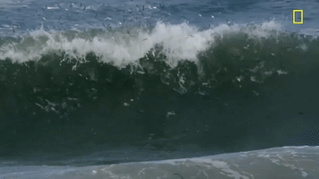Nat Geo Wave GIF by National Geographic Channel