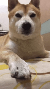 dog love GIF by Pamily