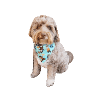 Avatar The Last Airbender Doodle Sticker by Geekster Pets