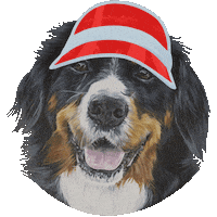 Dog Rainbow Sticker