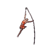 Web Circus Sticker by Ringling Bros. and Barnum & Bailey