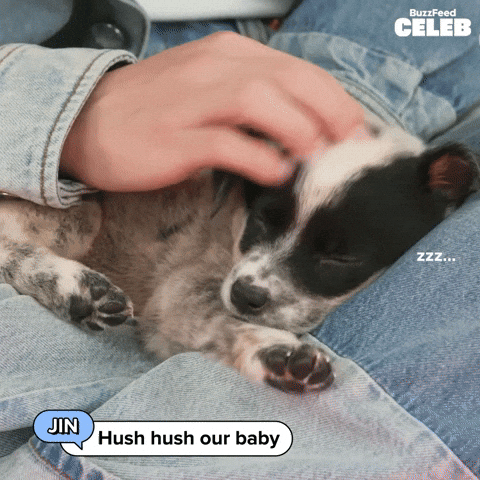 K Pop Dogs GIF by BuzzFeed