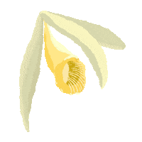 Summer Beauty Sticker