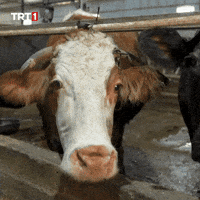 Work What GIF by TRT