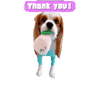 Cavalierkingcharlesspaniel Sticker