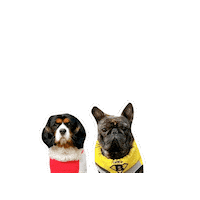 Cavalierkingcharlesspaniel Sticker