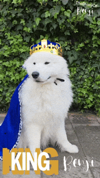 Dogs King GIF