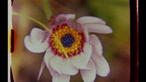 CraigRichardsCine giphygifmaker summer flower life GIF