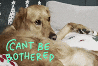Sleepy Golden Retriever GIF