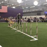 dog show GIF by Westminster Kennel Club
