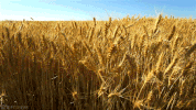 field GIF