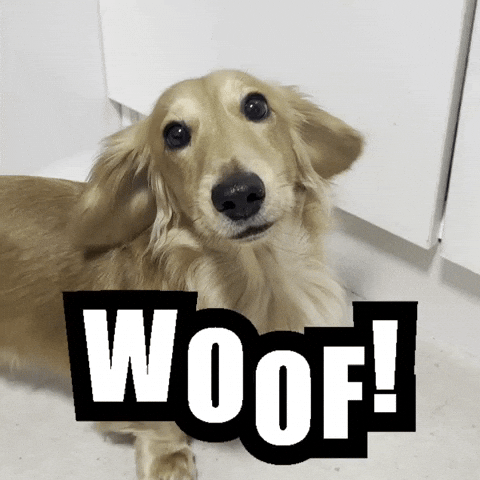 Dachshund Woof GIF