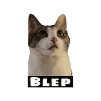 Cutie Cat Sticker