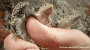 GIF by KQEDScience