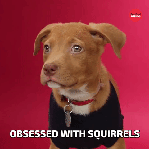 Obsessed with squirrels