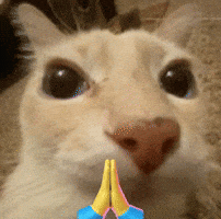 Cat Please GIF