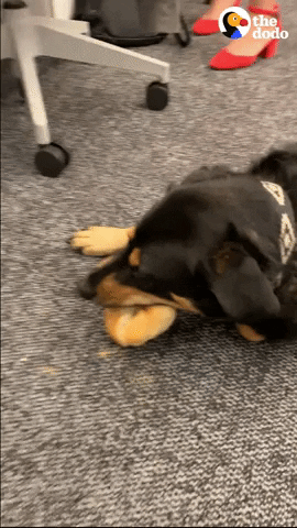 Dog Office GIF by The Dodo