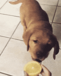 lemon GIF