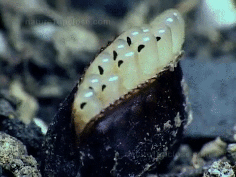 egg cockroach GIF