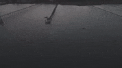south carolina GIF