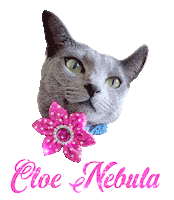 Cat Sticker