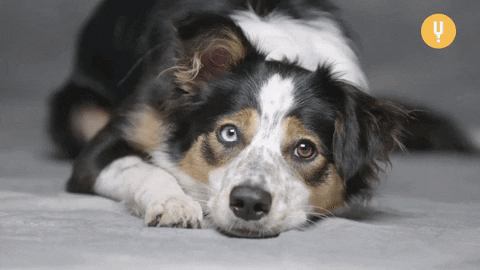 Excited Dog GIF by CuriosityStream