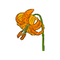 Vancouver Island Wildflower Sticker by Chellekie Creations