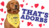 Happy Dog Sticker by BUSH'S® Beans