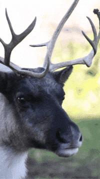 Reindeer What GIF by Valley Zoo Development Society