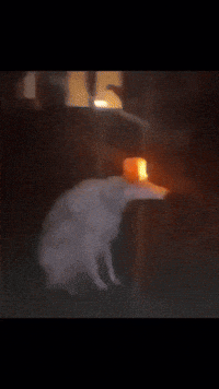 Danger Emergency GIF