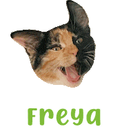 Cat Loki Sticker