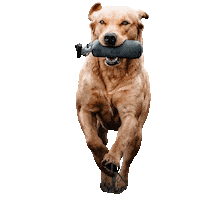 Labrador Dummy Sticker by DER HUND - das Magazin