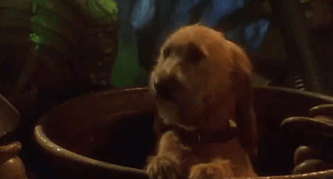 Video gif. A shaggy little dog is peering out from a bucket and they nod their head enthusiastically.
