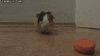 carrot GIF