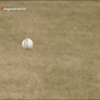 Eagle Lahore GIF