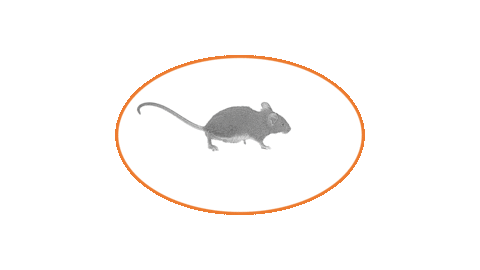 Mouse Sticker by M.G. Nagerfarm